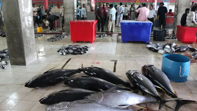 Exploring the Enchanting Fish Market of Maldives: A Treasure Trove of Freshness